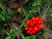 Ginseng Seeds for Energy